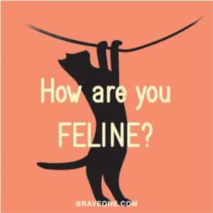 feline-blog